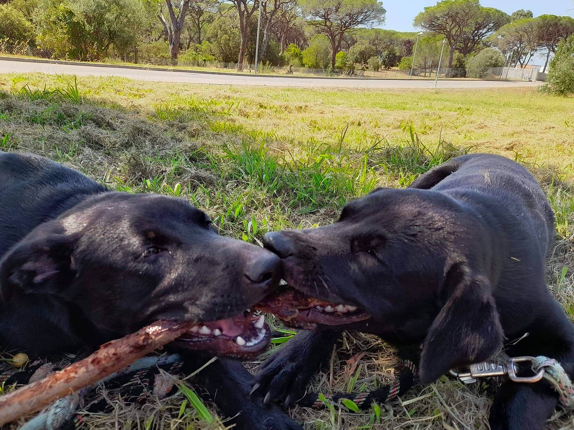Tiago Et Telma a rejoint le concours — aidez-le/la à gagner de superbes lots ! canidae, carnivore, collar, dog, dog_breed, event, fawn, grass, grassland, guard_dog, gun_dog, hat, landscape, liver, plant, snout, sporting_group, terrestrial_animal, tree, working_animal