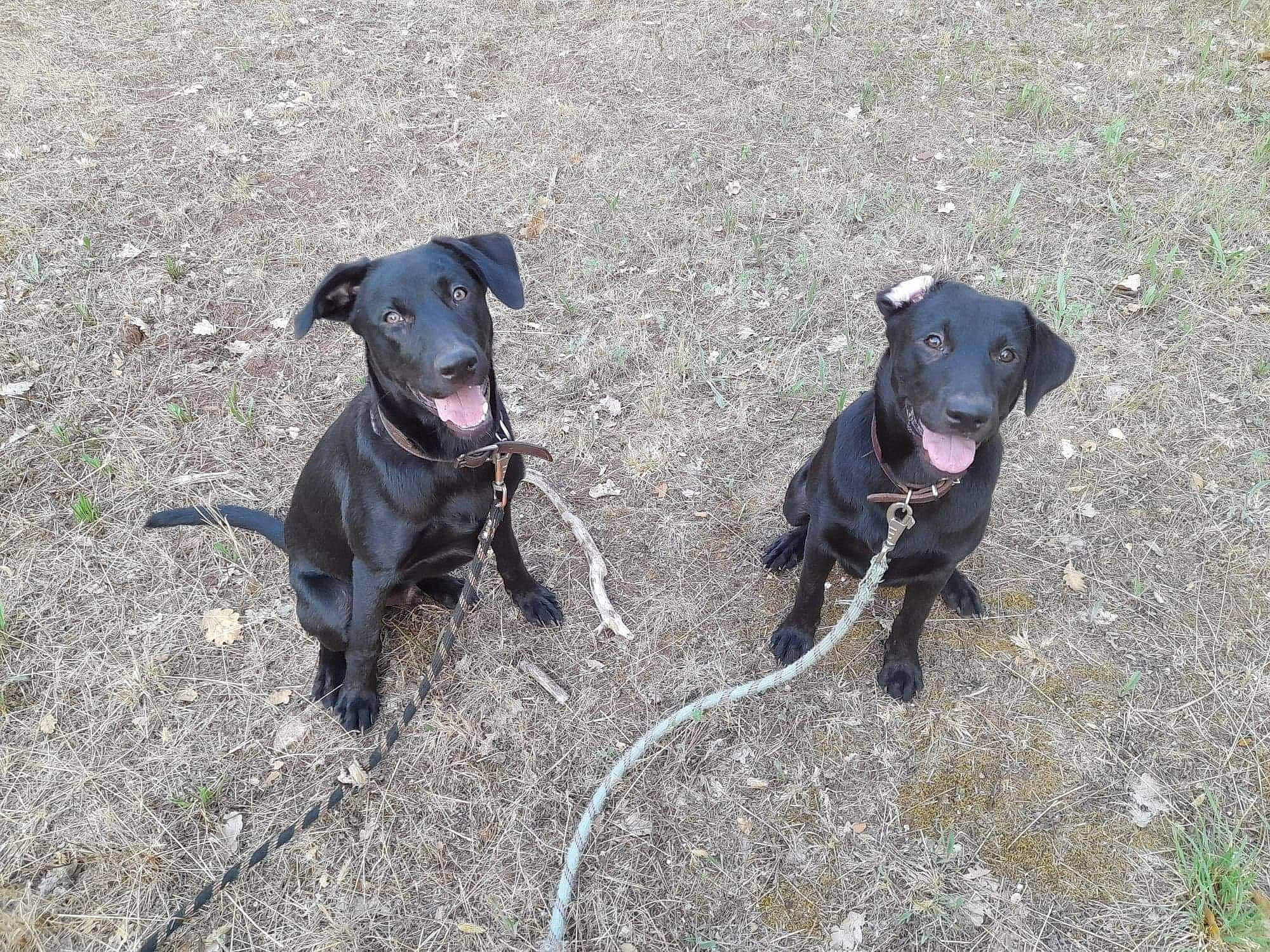 Tiago Et Telma a rejoint le concours — aidez-le/la à gagner de superbes lots ! adventure, borador, canidae, carnivore, collar, companion_dog, dog, dog_breed, dog_collar, dog_walking, guard_dog, gun_dog, labrador_retriever, leash, personal_protective_equipment, pointing_breed, retriever, snout, sporting_group, working_animal