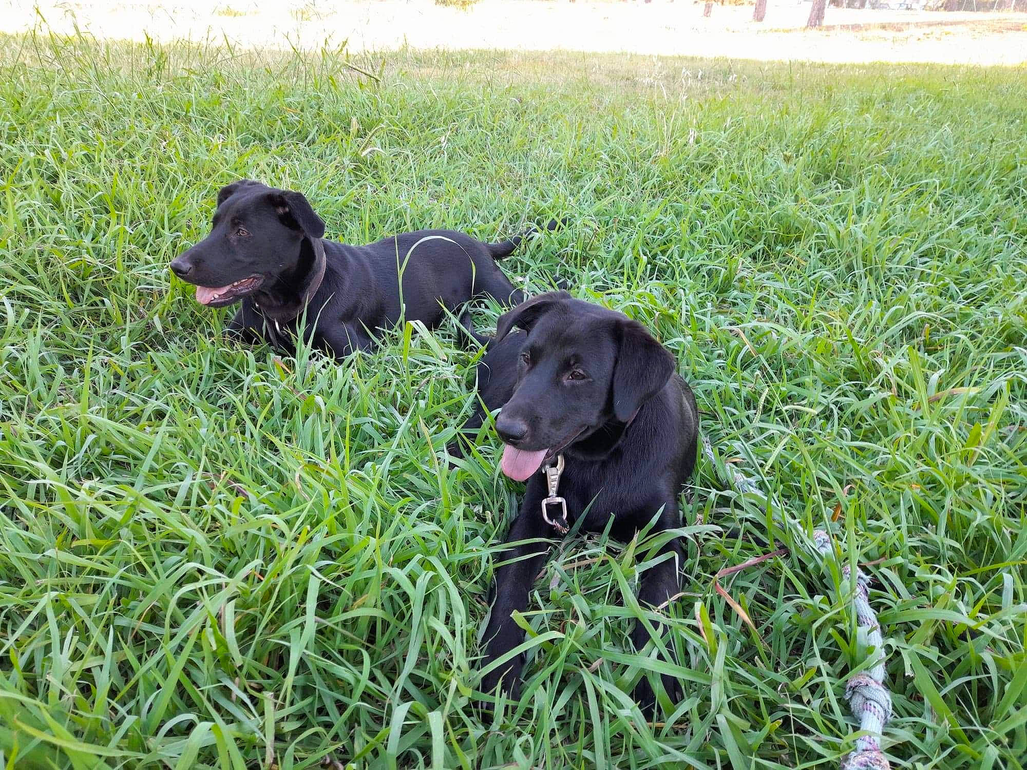 Tiago Et Telma participe au concours pour gagner de l'argent avec cette photo : borador, canidae, carnivore, collar, companion_dog, dog, dog_breed, dog_collar, grass, grassland, groundcover, gun_dog, herbaceous_plant, hierochloe, hunting_dog, plant, retriever, sporting_group, tail, working_animal