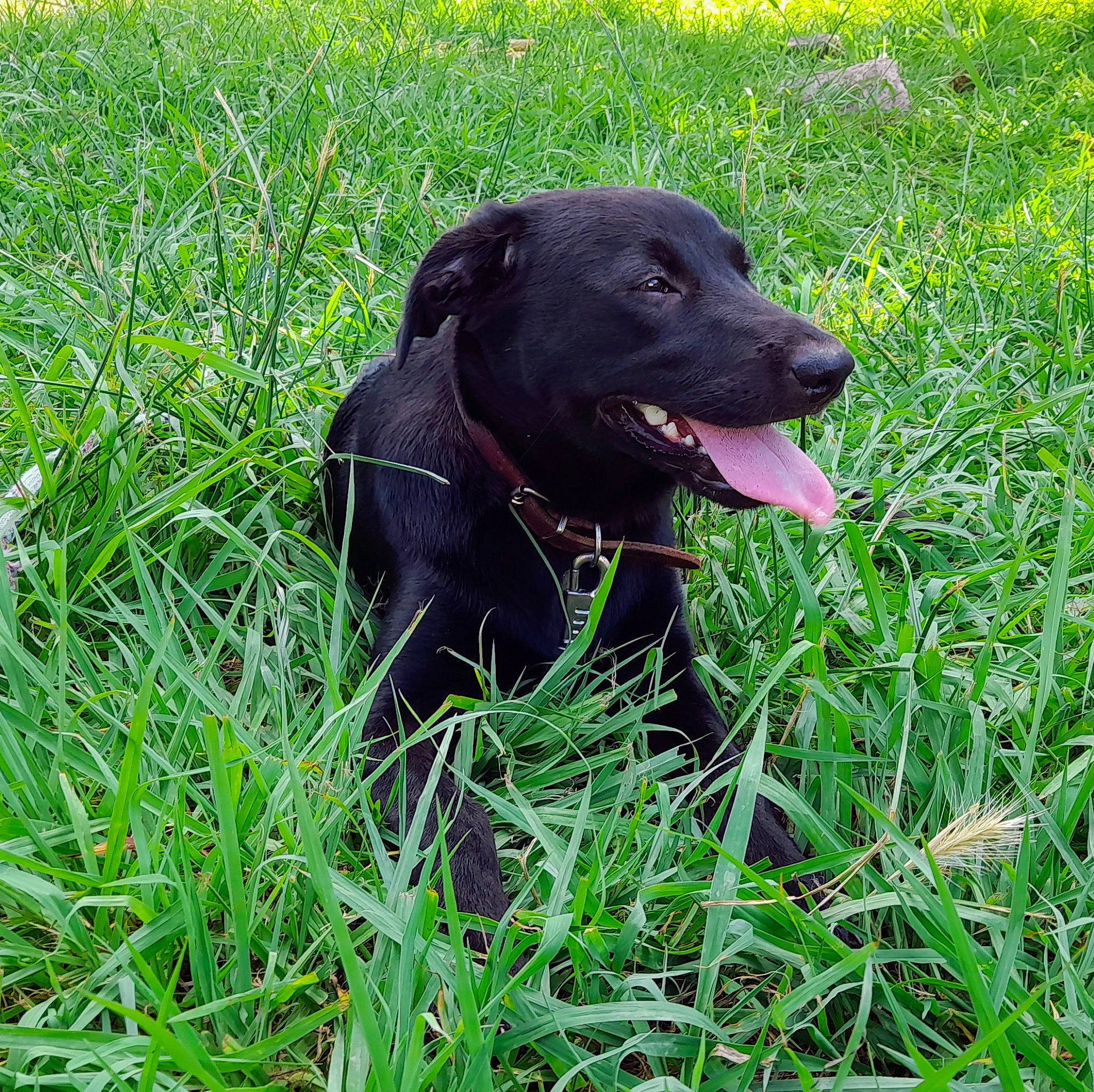 Telma participe au concours pour gagner de l'argent avec cette photo : borador, canidae, carnivore, companion_dog, dog, dog_breed, dog_collar, grass, grass_family, grassland, groundcover, gun_dog, herbaceous_plant, lawn, plant, prairie, snout, sporting_group, terrestrial_animal, working_animal