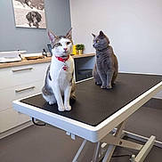 Valerie Leclere participe au concours pour gagner de l'argent avec cette photo : animal, calm, cat, cats, clinic, collar, curious, desk, examination_table, feline, gray_cat, indoor, medical, modern, pet, photograph, stool, veterinary, wall_art, white_cat