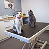 animal, calm, cat, cats, clinic, collar, curious, desk, examination_table, feline, gray_cat, indoor, medical, modern, pet, photograph, stool, veterinary, wall_art, white_cat