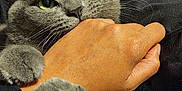 Lola joined the competition — help win amazing prizes! abyssinian, animal, ankle, bed, bedroom, blanket, bodypart, cat, couch, finger, furniture, hand, hardwood, indoors, kitten, manx, person, pet, wood, wrist