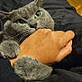 abyssinian, animal, ankle, bed, bedroom, blanket, bodypart, cat, couch, finger, furniture, hand, hardwood, indoors, kitten, manx, person, pet, wood, wrist