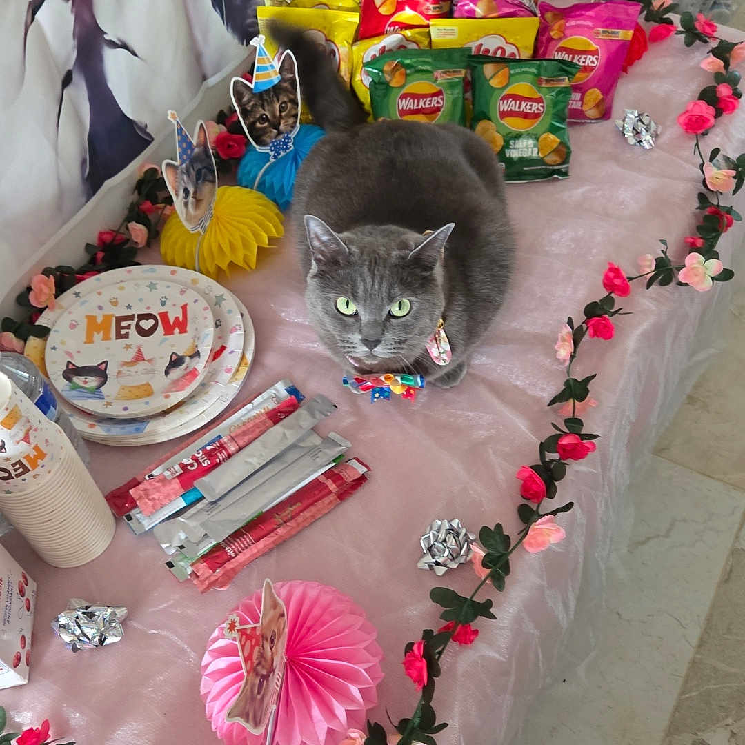 Lola joined the competition — help win amazing prizes! animal, birthday_party, bow_tie, cat, cat_faces, cat_plates, celebration, chips, decorative_paper, festive, floor_tiles, flower_garland, gray_cat, indoor, party, party_decorations, party_hats, pink_tablecloth, snacks, table