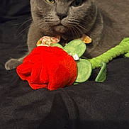 Lola joined the competition — help win amazing prizes! animal, black_background, calm, cat, close_up, cute, domestic_cat, fabric, flower_toy, fur, gray_cat, green, indoor, laying_down, pet, plush_toy, red, soft, toy, whiskers