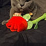 animal, black_background, calm, cat, close_up, cute, domestic_cat, fabric, flower_toy, fur, gray_cat, green, indoor, laying_down, pet, plush_toy, red, soft, toy, whiskers