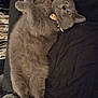 Lola is registered to the contest to win money with this photo: cat, gray_cat, pet, feline, collar, fluffy, lying_down, black_background, domestic_animal, whiskers, cute, relaxed, indoor, crossed_paws, looking_up, fur, animal, mammal, portrait, sleepy