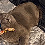 Lola is registered to the contest to win money with this photo: cat, gray_cat, sleeping, bow_collar, bell, pet, indoor, blanket, textured_blanket, cozy, resting, feline, fur, cute, domestic_cat, animal, soft, relaxed, closeup, comfort