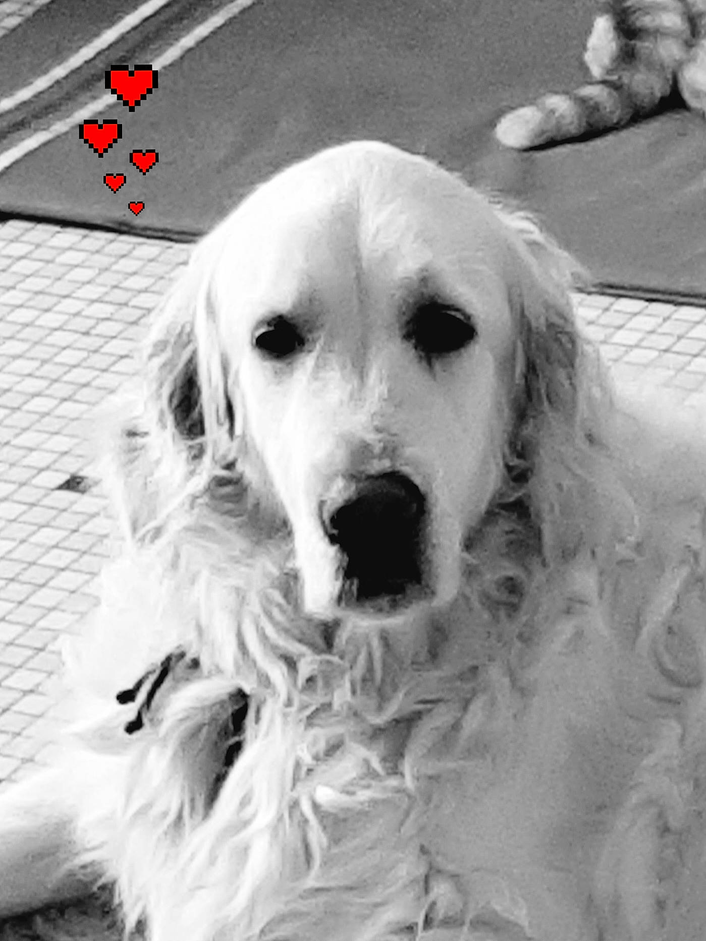 Muscade participe au concours pour gagner de l'argent avec cette photo : akbash_dog, black_and_white, canidae, carnivore, companion_dog, dog, dog_breed, fur, golden_retriever, great_pyrenees, mammal, rare_breed_dog, retriever, setter, snout, sporting_group, vertebrate, white