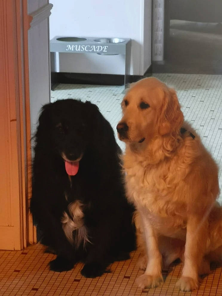 Muscade a rejoint le concours — aidez-le/la à gagner de superbes lots ! canidae, carnivore, companion_dog, dog, dog_breed, fawn, flat_coated_retriever, golden_retriever, hovawart, mammal, puppy, retriever, sporting_group, vertebrate