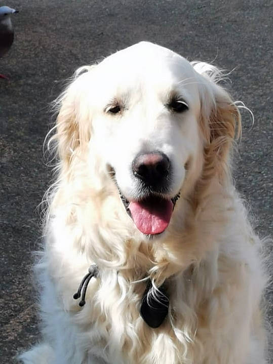 Muscade a rejoint le concours — aidez-le/la à gagner de superbes lots ! aidi, akbash_dog, canidae, carnivore, companion_dog, dog, dog_breed, golden_retriever, great_pyrenees, kuvasz, livestock_guardian_dog, mammal, maremma_sheepdog, polish_tatra_sheepdog, rare_breed_dog, retriever, slovak_cuvac, snout, sporting_group, vertebrate