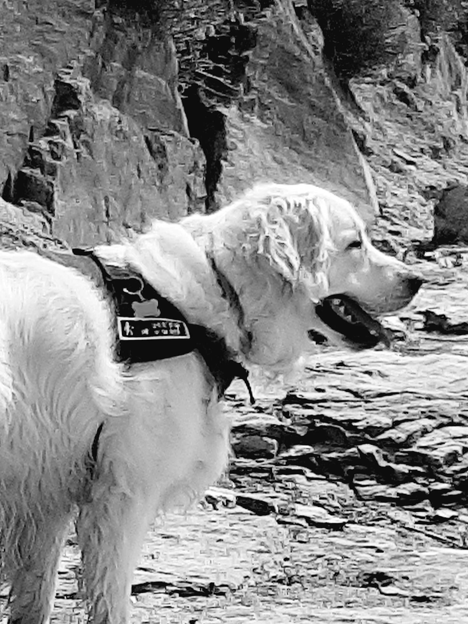 Muscade a rejoint le concours — aidez-le/la à gagner de superbes lots ! adventure, black_and_white, canidae, carnivore, dog, dog_breed, golden_retriever, kuvasz, mammal, photography, retriever, snout, sporting_group, style, vertebrate, white, working_dog