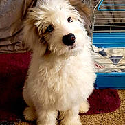 Bubby joined the competition — help win amazing prizes! adorable, animal, blanket, cage, carpet, companion, curious, cute, dog, domestic, fluffy, friendly, furry, head_tilt, indoor, mammal, pet, puppy, small, young