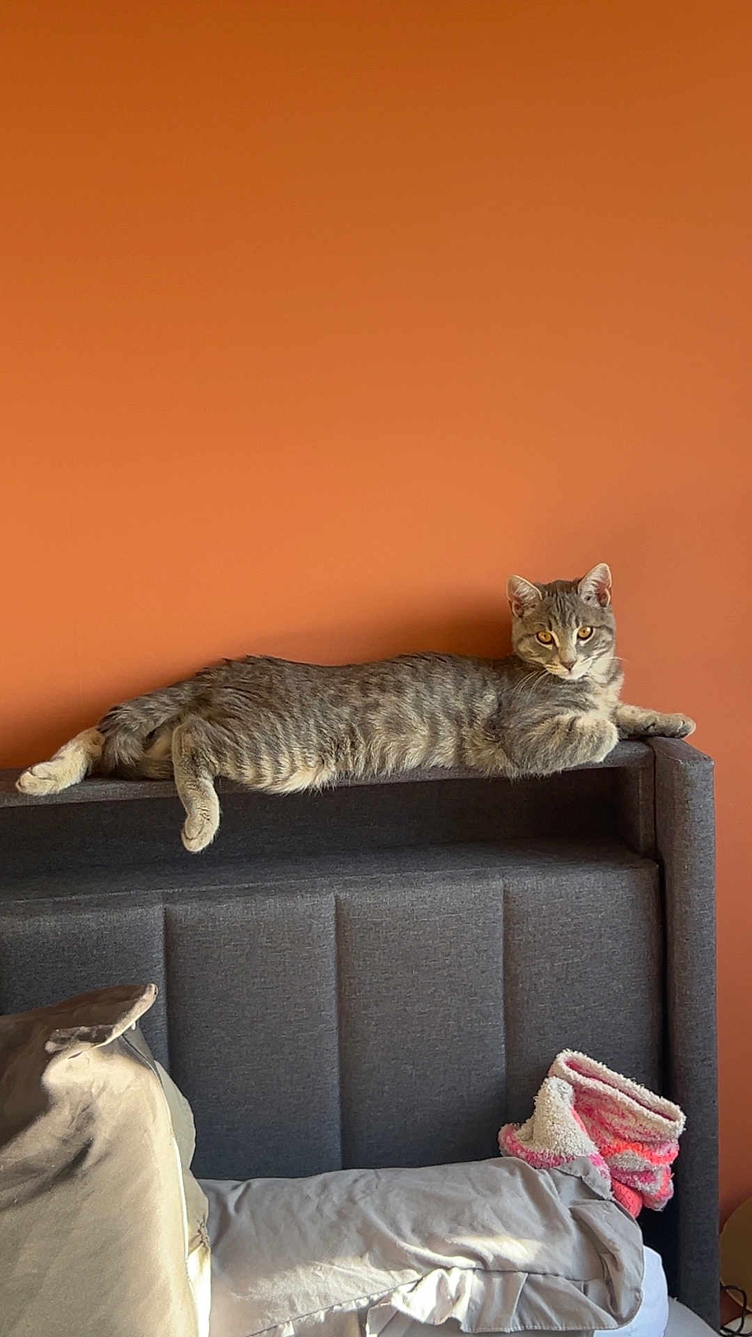 Mistigri a rejoint le concours — aidez-le/la à gagner de superbes lots ! cat, gray_tabby, headboard, bed, pillow, slipper, orange_wall, indoor, relaxed, feline, pet, striped_fur, resting, cozy, sleepy, household, furniture, domestic, warm_colors, comfortable