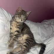 Mistigri a rejoint le concours — aidez-le/la à gagner de superbes lots ! kitten, cat, tabby, gray, striped, pet, animal, indoor, bed, blanket, white, fur, cute, relaxed, young, small, tail, ears, whiskers, pink_wall