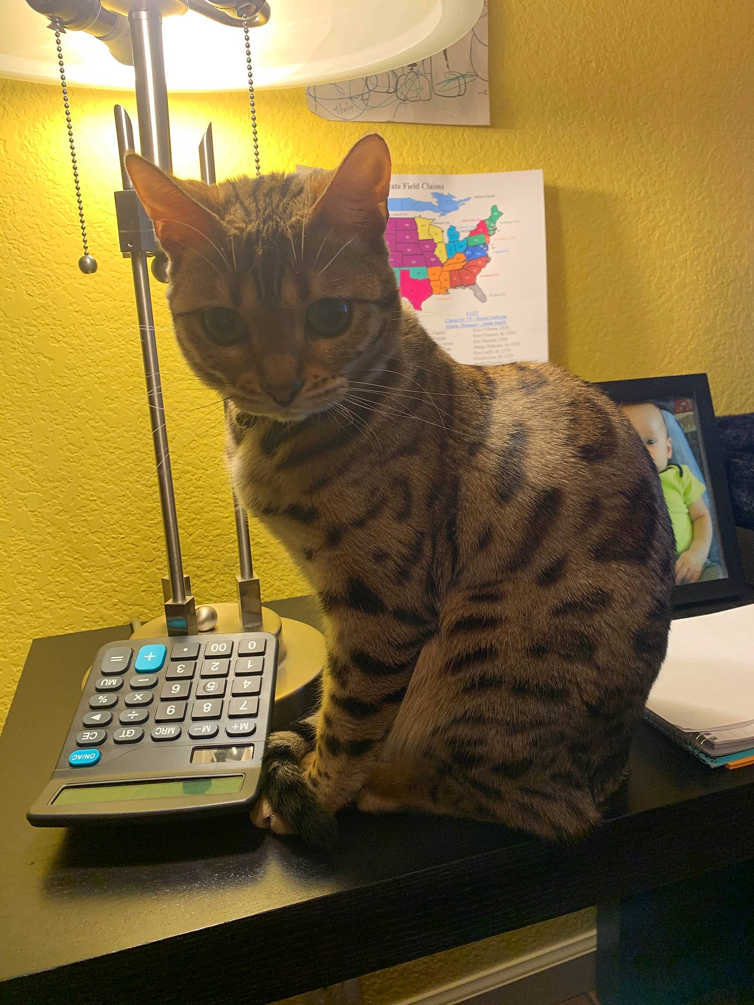 Tika joined the competition — help win amazing prizes! american_shorthair, asian, california_spangled, carnivore, cat, domestic_short_haired_cat, dragon_li, egyptian_mau, electronic_device, european_shorthair, felidae, kitten, mammal, ocicat, personal_computer, savannah, small_to_medium_sized_cats, tabby_cat, technology, whiskers