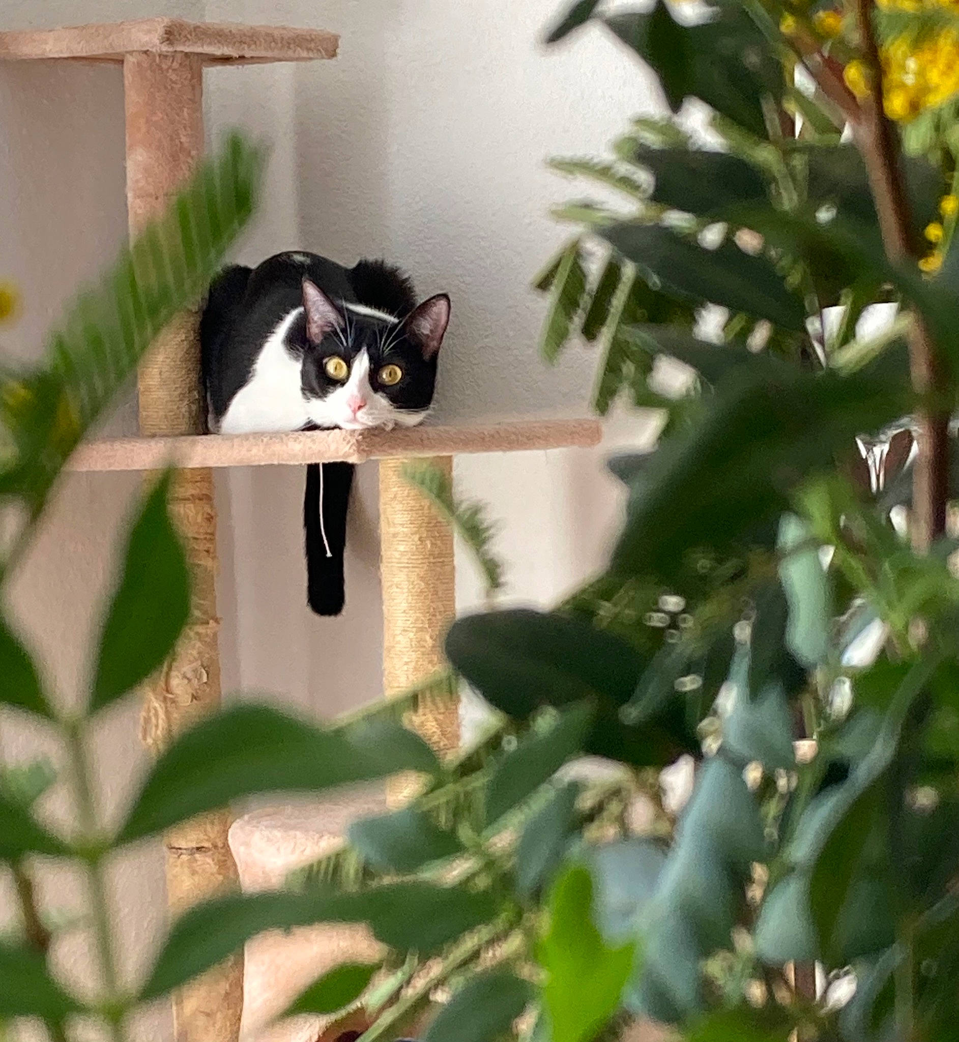 Tokyo a rejoint le concours — aidez-le/la à gagner de superbes lots ! branch, carnivore, cat, conifer, domestic_short_haired_cat, felidae, fur, grass, leaf, organism, plant, small_to_medium_sized_cats, snout, tail, terrestrial_animal, terrestrial_plant, tree, twig, whiskers, window