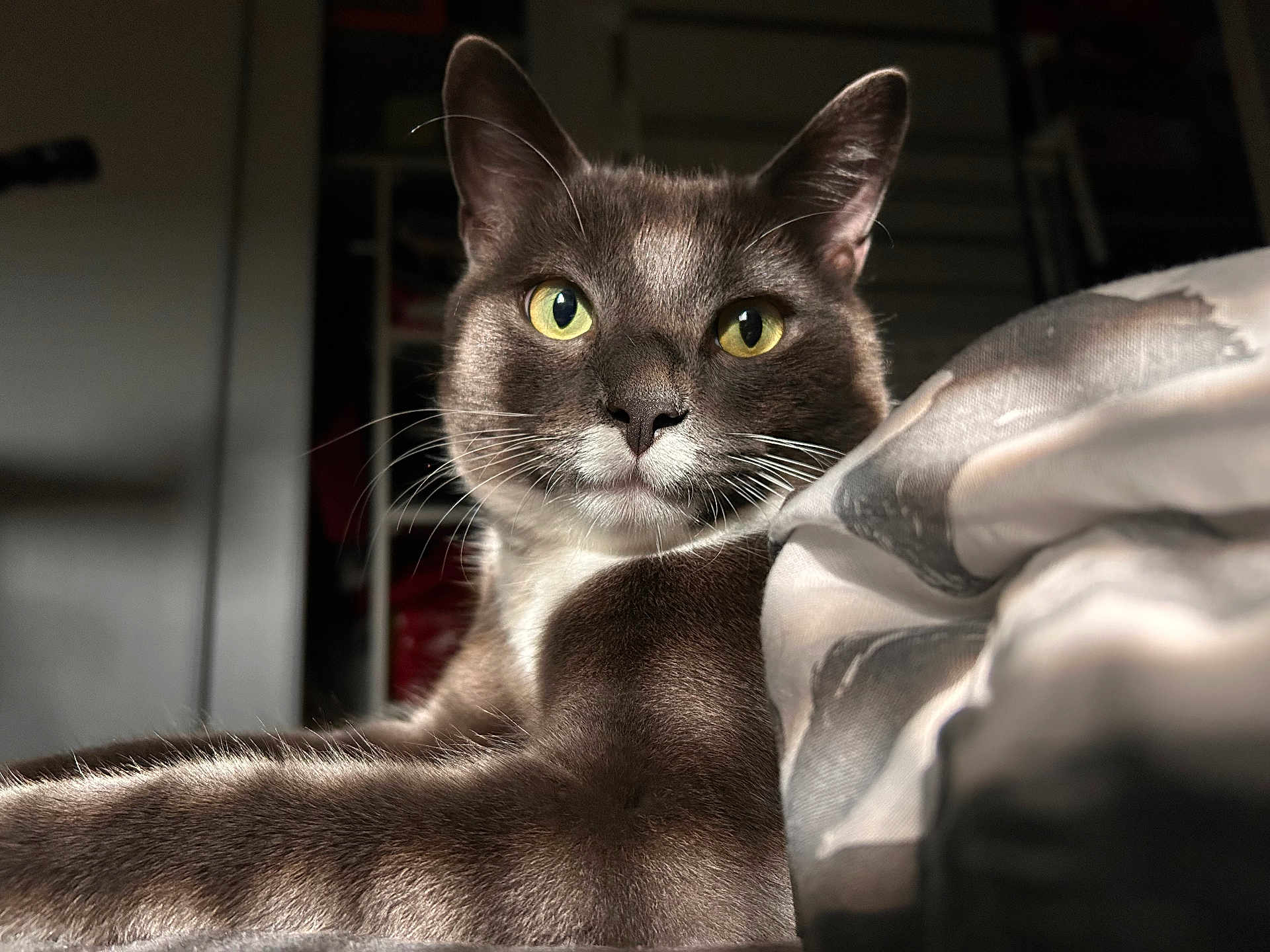 Rio a rejoint le concours — aidez-le/la à gagner de superbes lots ! cat, gray_cat, white_fur, yellow_eyes, domestic_cat, pet, animal, feline, close_up, indoor, cozy, blanket, fur, whiskers, relaxed, portrait, face, ears, soft_light, resting