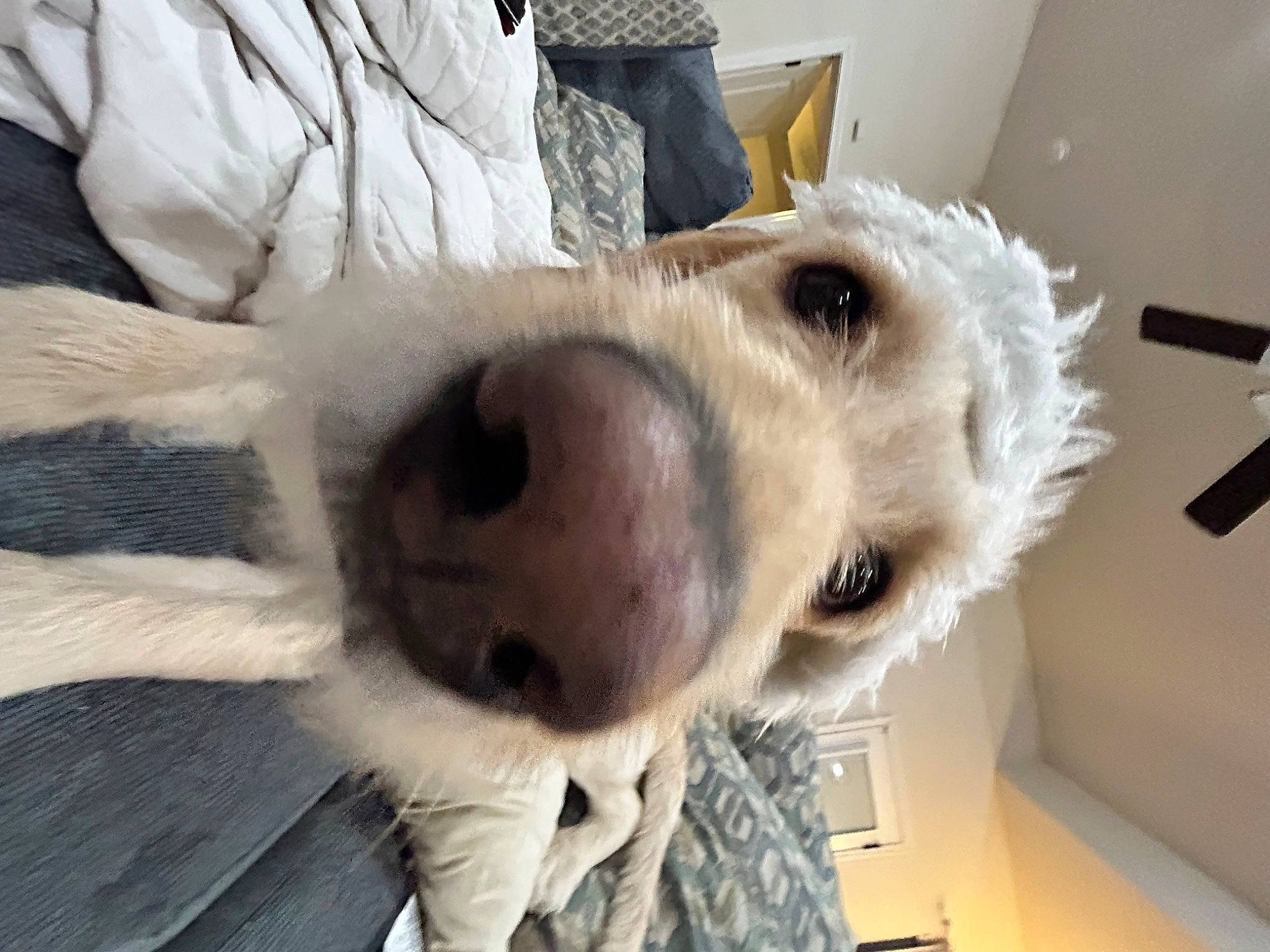 Ella Mae joined the competition — help win amazing prizes! canidae, carnivore, comfort, companion_dog, couch, dog, dog_breed, dog_collar, fawn, fur, non_sporting_group, nose, paw, puppy_love, retriever, selfie, snout, sporting_group, whiskers, working_animal