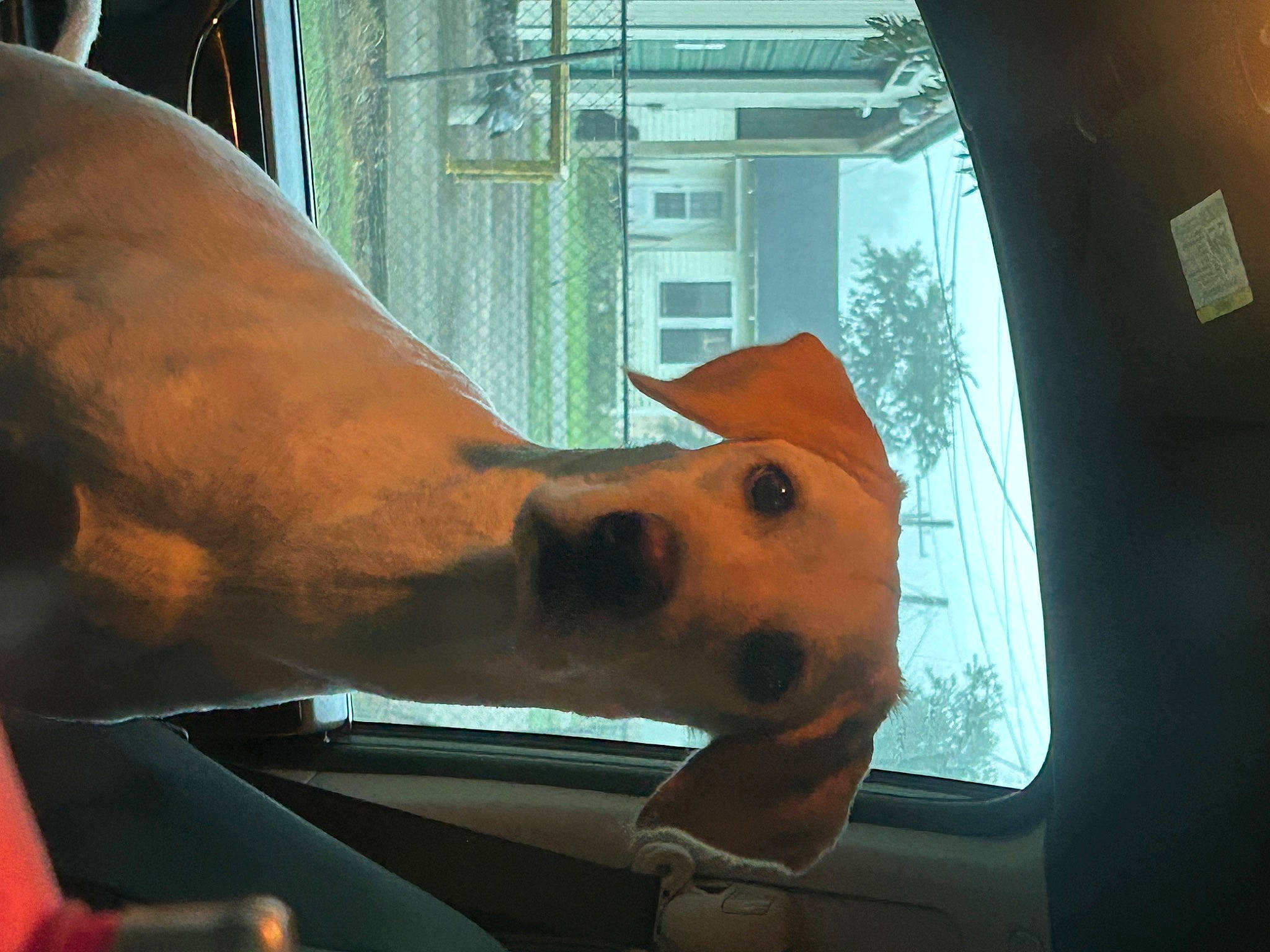 Ella Mae joined the competition — help win amazing prizes! art, building, canidae, carnivore, chest, dog, dog_breed, fawn, glass, jaw, metal, sculpture, snout, sporting_group, statue, vehicle_door, whiskers, window, windshield, working_animal