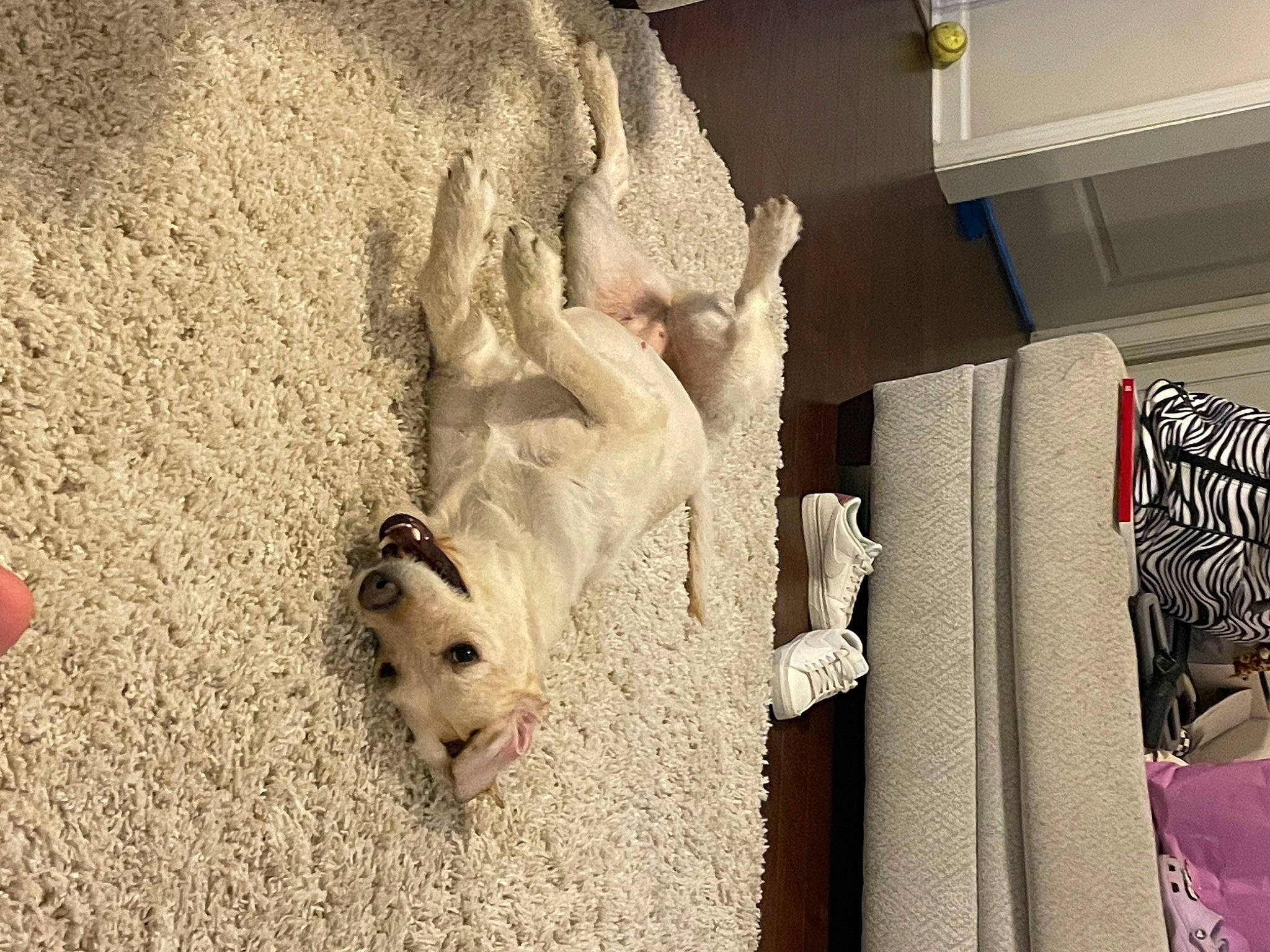 Ella Mae is registered to the contest to win money with this photo: art, building, canidae, carnivore, companion_dog, dog, dog_breed, door, facade, fawn, flooring, foot, fur, house, linens, relief, sculpture, sporting_group, wood, working_animal