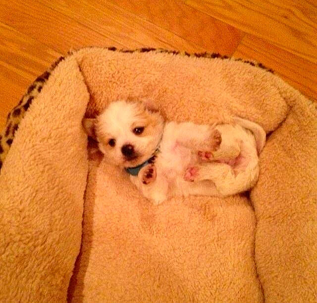 Rucus is registered to the contest to win money with this photo: canidae, carnivore, comfort, companion_dog, dog, dog_breed, dog_supply, fawn, felidae, fur, hardwood, linens, paw, puppy_love, snout, sporting_group, toy_dog, whiskers, wood, working_animal