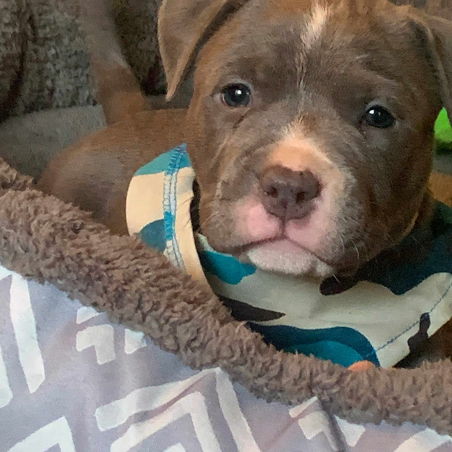 Travvii is registered to the contest to win money with this photo: american_bulldog, american_pit_bull_terrier, american_staffordshire_terrier, canidae, carnivore, catahoula_bulldog, dog, dog_breed, fawn, mammal, non_sporting_group, pit_bull, puppy, rare_breed_dog, snout, sporting_group, valley_bulldog, vertebrate