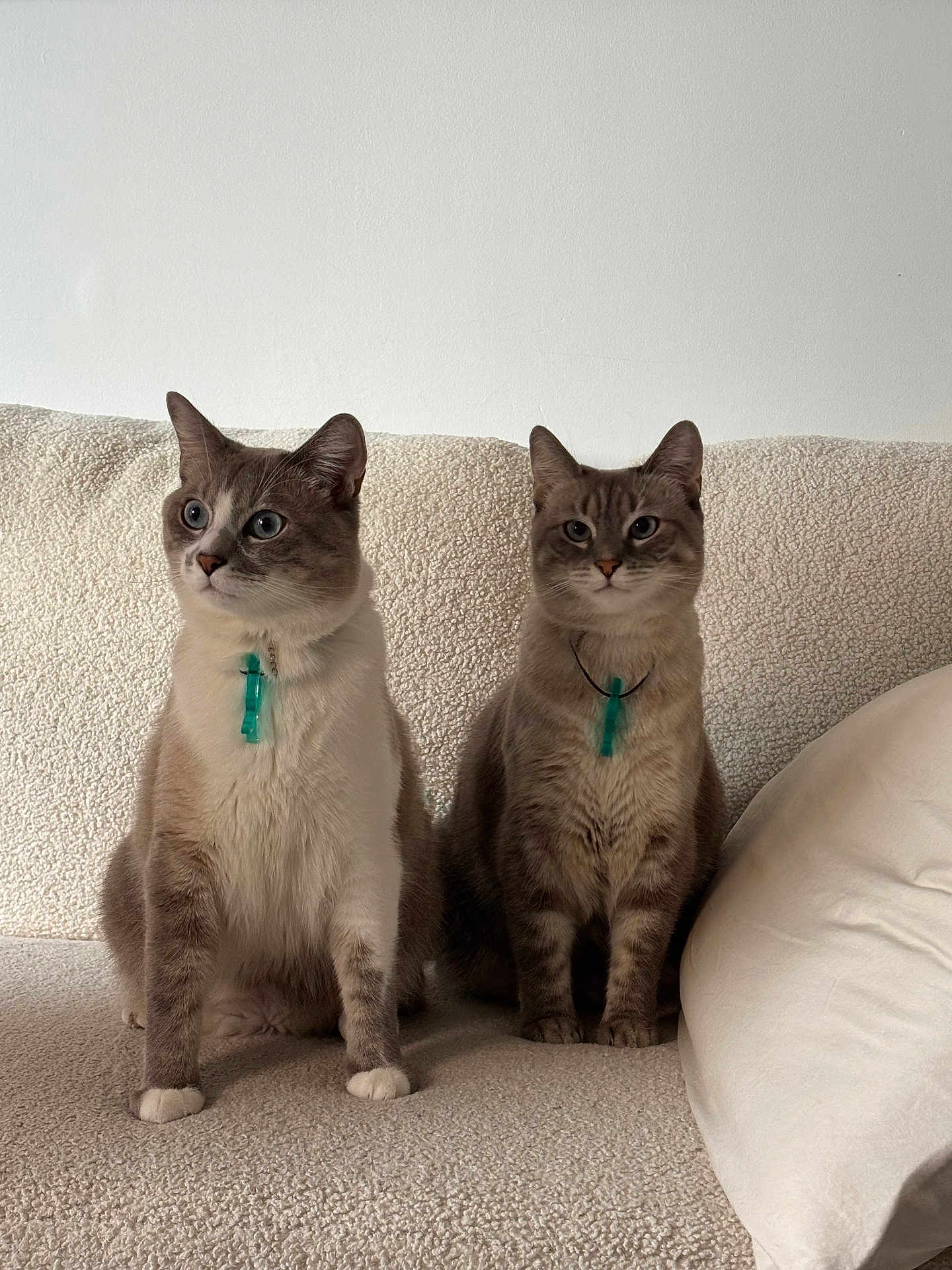 Trésor Et Plume a rejoint le concours — aidez-le/la à gagner de superbes lots ! cat, feline, pet, indoor, sitting, couch, beige, fur, whiskers, ears, eyes, collar, pendant, two_animals, domestic, companions, relaxed, texture, home, animal