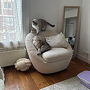 Trésor Et Plume a rejoint le concours — aidez-le/la à gagner de superbes lots ! cat, cats, chair, armchair, cushion, wooden_floor, window, curtain, mirror, pillow, indoor, pet, feline, cozy, home, light, interaction, touching_noses, relaxed, plush