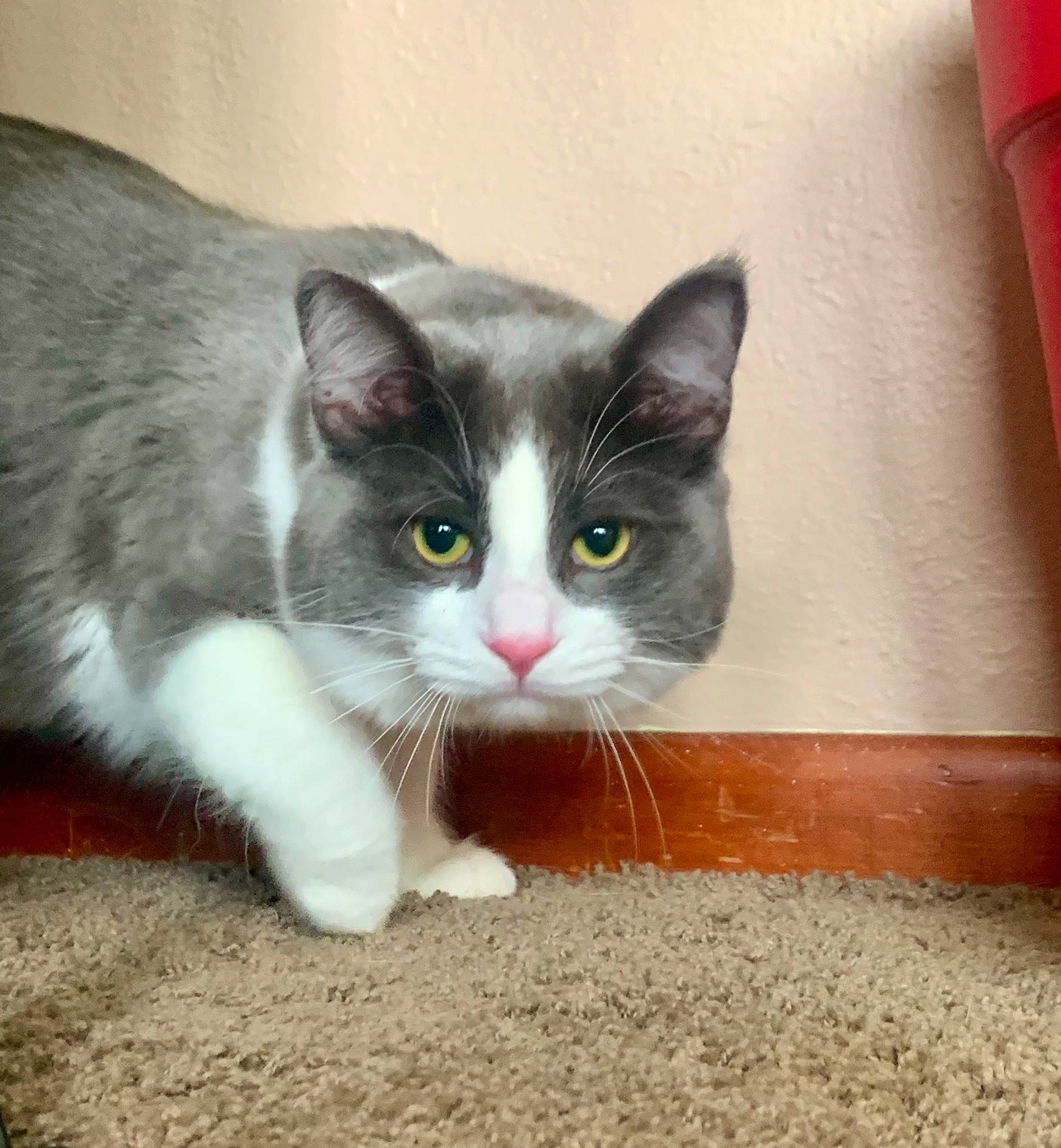 Ritchie joined the competition — help win amazing prizes! carnivore, cat, curious, domestic_short_haired_cat, eye, felidae, flooring, foot, fur, grey, paw, photo_caption, sitting, small_to_medium_sized_cats, snout, tail, whiskers, window