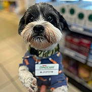 Jasper is registered to the contest to win money with this photo: dog, puppy, close_up, pet, small_dog, fur, black_and_white, paws, owner_hand, name_tag, sweater, collar, store_aisle, shelves, retail, tile_floor, bokeh, portrait, looking_up, cute