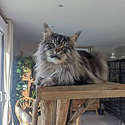 Roy a rejoint le concours — aidez-le/la à gagner de superbes lots ! cat, maine_coon, fluffy, indoor, wooden_cat_tree, natural_light, window, plant, wicker_chair, furniture, cozy, relaxed, pet, animal, portrait, home, domestic_cat, long_hair, sitting, comfortable