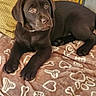 Alma a rejoint le concours — aidez-le/la à gagner de superbes lots ! puppy, dog, chocolate_labrador, brown_fur, lying_down, portrait, pet, indoors, couch, blanket, heart_pattern, bone_pattern, paws, floppy_ears, collar, brown, cute, relaxed, close_up, home