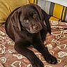 Alma participe au concours pour gagner de l'argent avec cette photo : animal, blanket, brown_fur, chocolate_lab, close_up, cozy, cushion, dog, eyes, home, indoor, long_ears, lying_down, nose, paws, pet, portrait, puppy, sad_expression, sofa