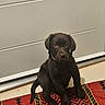 Alma participe au concours pour gagner de l'argent avec cette photo : animal, black_dog, brown_fur, canine, chocolate_lab, dark_fur, dog, eyes, floor, floppy_ears, indoor, nose, paws, pet, portrait, puppy, radiator, rug, sitting, tail
