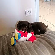 Alma participe au concours pour gagner de l'argent avec cette photo : animal, bed, blanket, brown_dogs, chocolate_labrador, cuddling, cute, dogs, electrical_outlet, home, indoors, pet, playful, plush_toy, portrait, puppies, room, stuffed_toy, tile_floor, wall