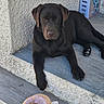 Alma participe au concours pour gagner de l'argent avec cette photo : dog, labrador, chocolate_lab, pet, animal, lying_down, sleepy, sad_expression, brown_fur, black_fur, floppy_ears, paws, outdoor, steps, porch, wall, cereal_box, cereal, plush_toy, doughnut