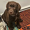 animal, blanket, brown_fur, carpet, chocolate_lab, close_up, collar, cute, dog, floor, floppy_ears, indoors, laces, patterned_blanket, pet, portrait, puppy, shoe, sitting, sneaker