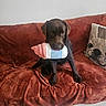 dog, puppy, labrador, brown_dog, sitting, couch, sofa, blanket, plush_toy, bottle_toy, toy, pet, indoors, living_room, pillow, dog_pillow, dark_fur, portrait, cute, funny