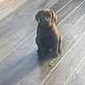 puppy, dog, brown_dog, sitting, outdoor, deck, wooden_floor, portrait, pet, animal, floppy_ears, short_hair, looking_at_camera, serious_expression, sunlight, shadow, patio, weathered_wood, small_dog, photography