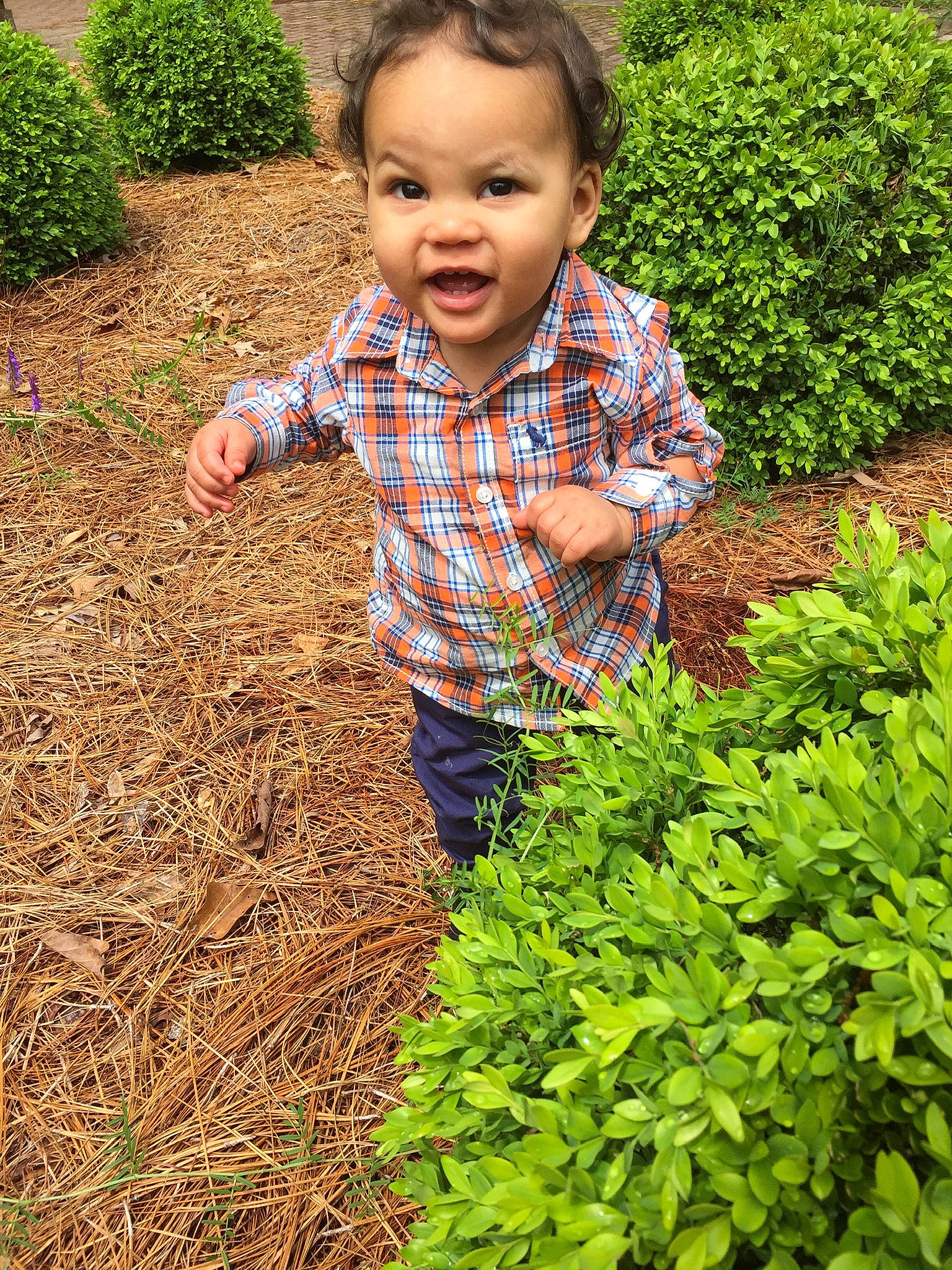 Domonic is registered to the contest to win money with this photo: annual_plant, child, flower, garden, gardener, gardening, grass, grass_family, groundcover, herb, leaf_vegetable, person, plant, play, shrub, soil, toddler, yard