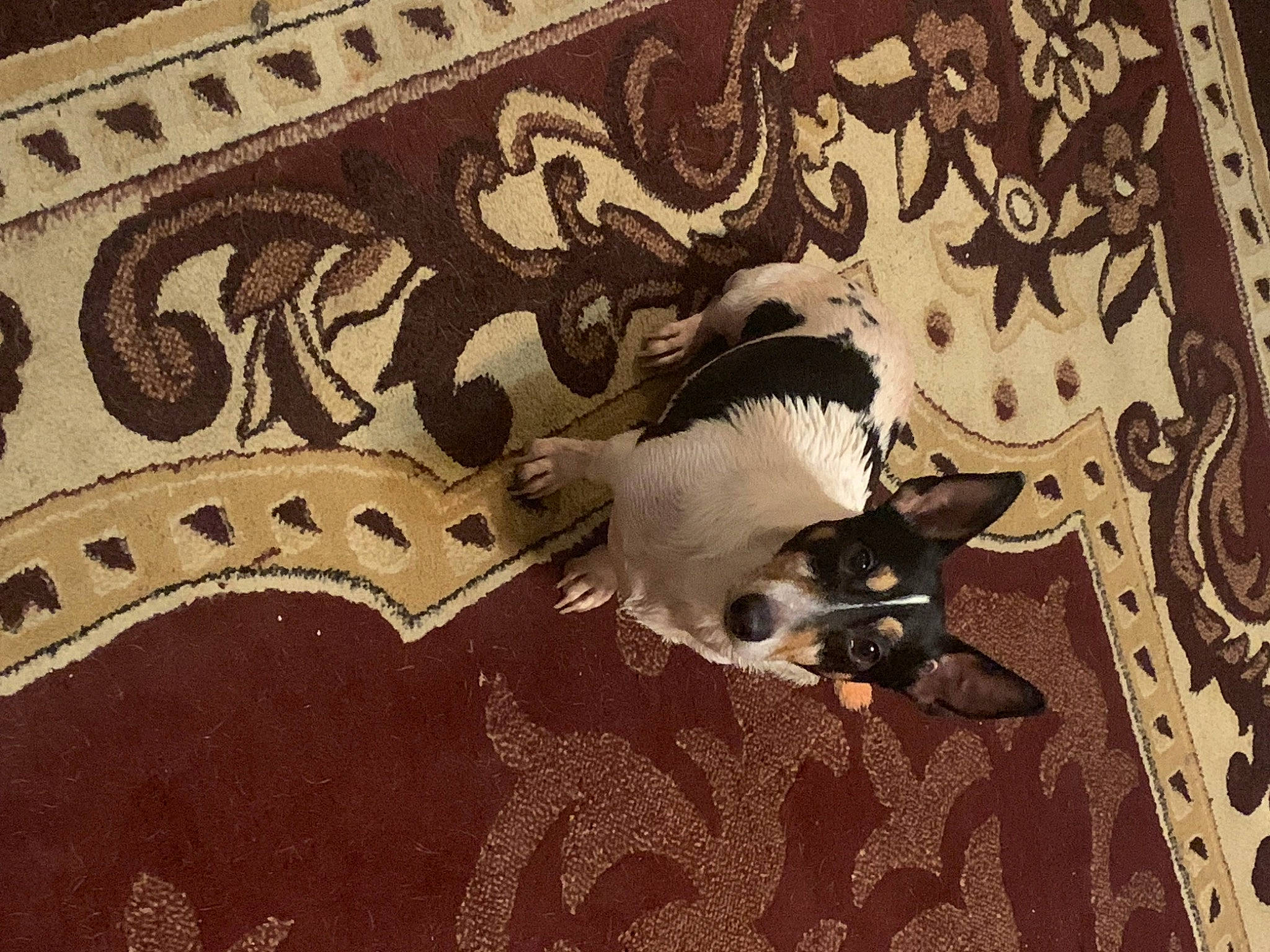 Nigel is registered to the contest to win money with this photo: art, canidae, carnivore, drawing, fawn, felidae, flooring, font, fur, graphics, illustration, motif, painting, pattern, small_to_medium_sized_cats, tail, visual_arts, wall, whiskers, wood