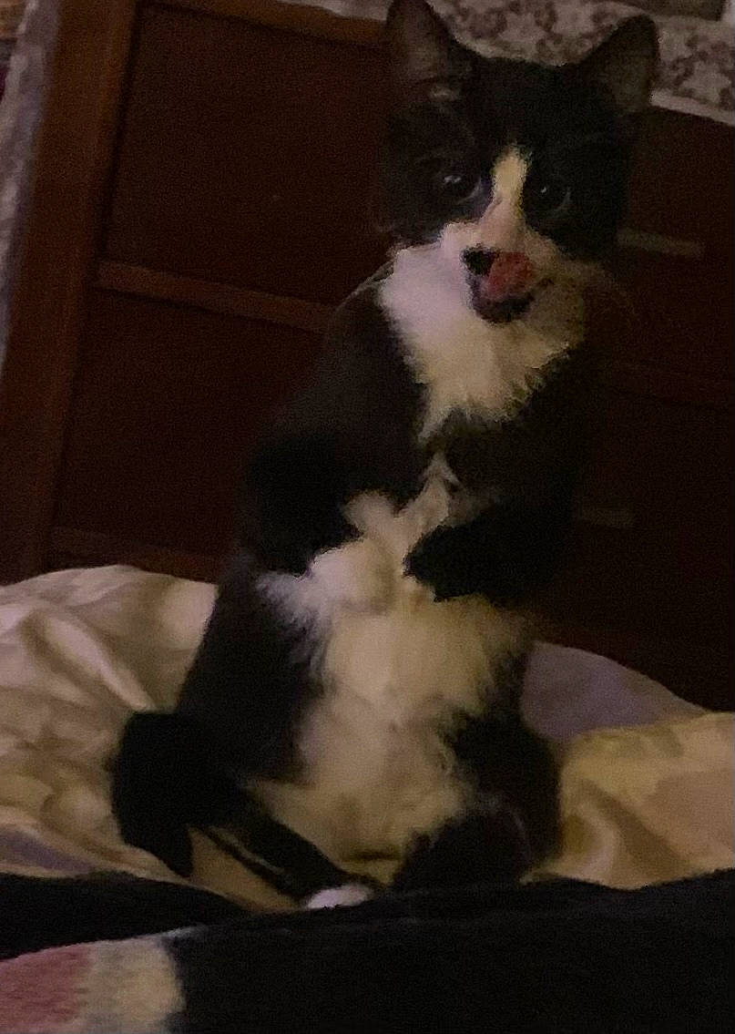 Crippy is registered to the contest to win money with this photo: carnivore, cat, claw, comfort, companion_dog, domestic_short_haired_cat, eye, felidae, formal_wear, fur, sitting, small_to_medium_sized_cats, snout, tail, whiskers