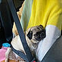 dog, pug, car_seat, seatbelt, blanket, yellow, white, pastel_colors, pet, sitting, cozy, indoor, vehicle, safety, resting, furniture, comfort, animal, closeup, calm