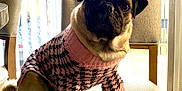 Nezuko joined the competition — help win amazing prizes! pug, dog, pet, sweater, pink, black, chair, indoor, portrait, cute, animal, furniture, cozy, natural_light, looking_at_camera, small_dog, seated, curled_tail, knitted_clothing, domestic_animal
