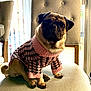 pug, dog, pet, sweater, pink, black, chair, indoor, portrait, cute, animal, furniture, cozy, natural_light, looking_at_camera, small_dog, seated, curled_tail, knitted_clothing, domestic_animal