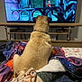dog, pug, bed, blanket, television, animation, watching, indoor, fur, pet, cozy, home, rest, entertainment, animal, relaxation, colorful, screen, furniture, night