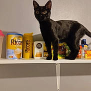 Alouette a rejoint le concours — aidez-le/la à gagner de superbes lots ! animal, black_cat, cat, coffee_container, container, curiosity, curious, domestic, feline, food_containers, household, indoor, kitchen, pantry, pet, shelf, standing, wall, wide_eyes, yellow_container