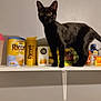 animal, black_cat, cat, coffee_container, container, curiosity, curious, domestic, feline, food_containers, household, indoor, kitchen, pantry, pet, shelf, standing, wall, wide_eyes, yellow_container